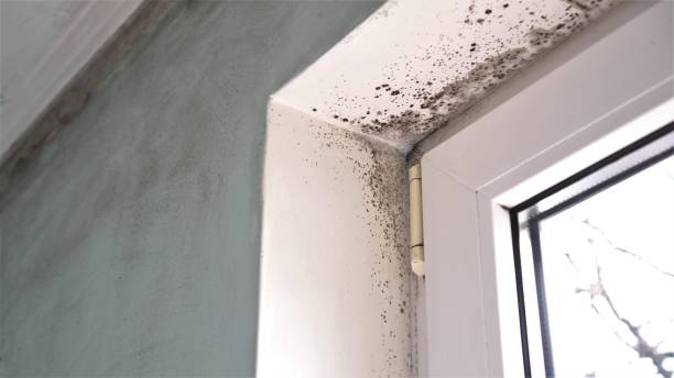 Best DIY Mold Remediation Support Services in Ele, AR